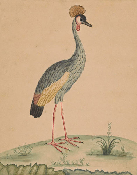 George Edwards Crowned African Crane