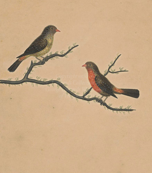 George Edwards Firefinches