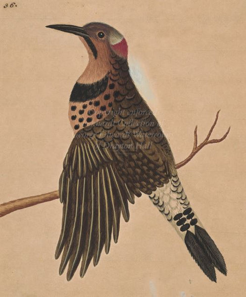 George Edwards Gold-winged Woodpecker