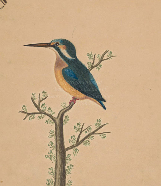 George Edwards Kingfisher