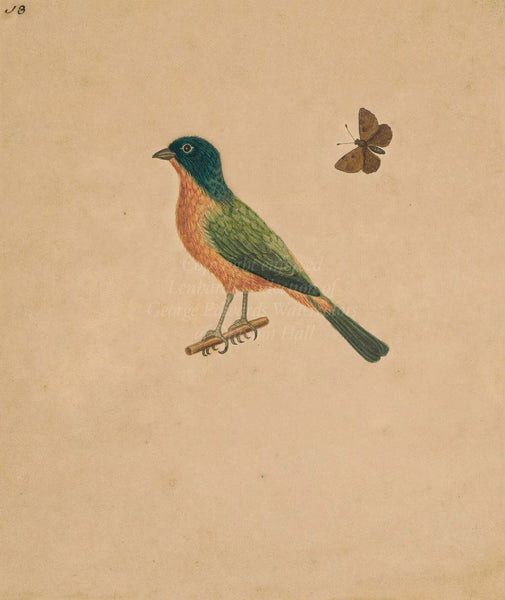 George Edwards Painted Bunting