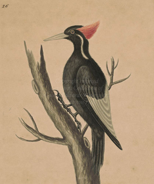 George Edwards Ivory-billed Woodpecker