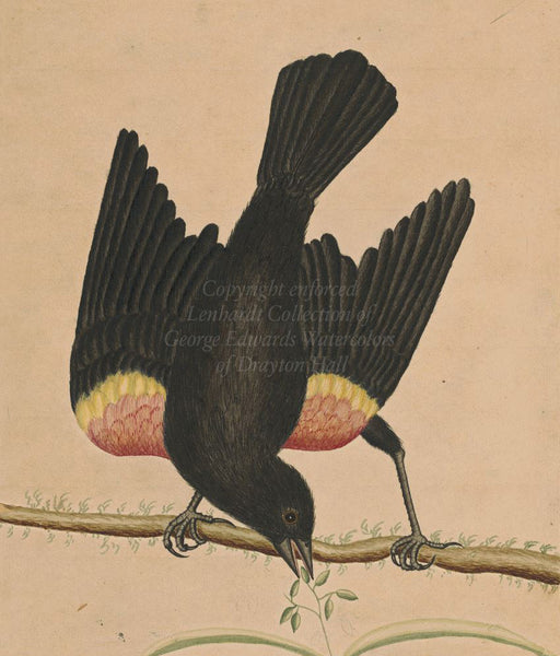 George Edwards Red-winged Blackbird