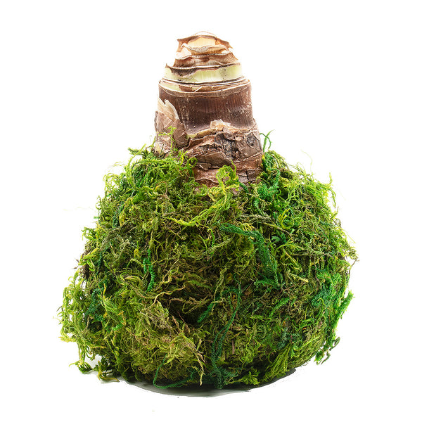 Moss Covered Amaryllis Bulb