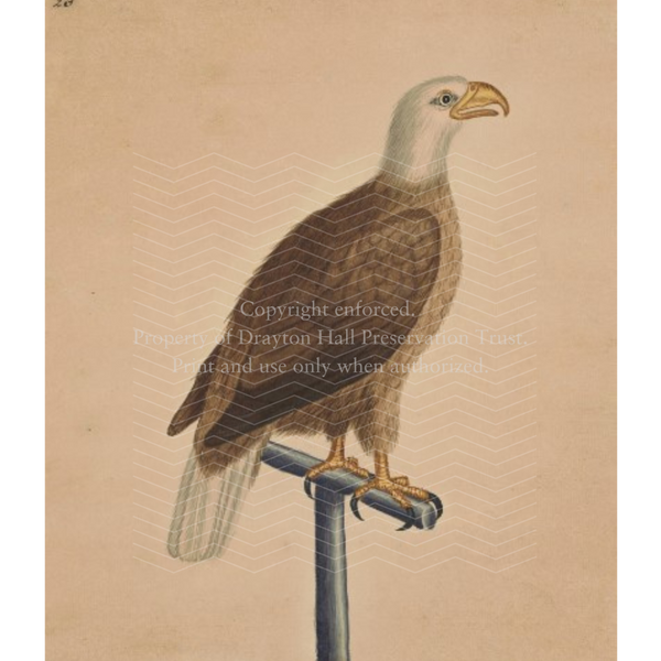 George Edwards: Bald Eagle