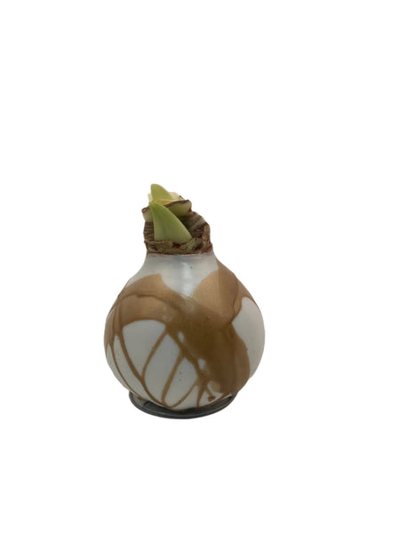 Waxed Swirl Amaryllis Bulb