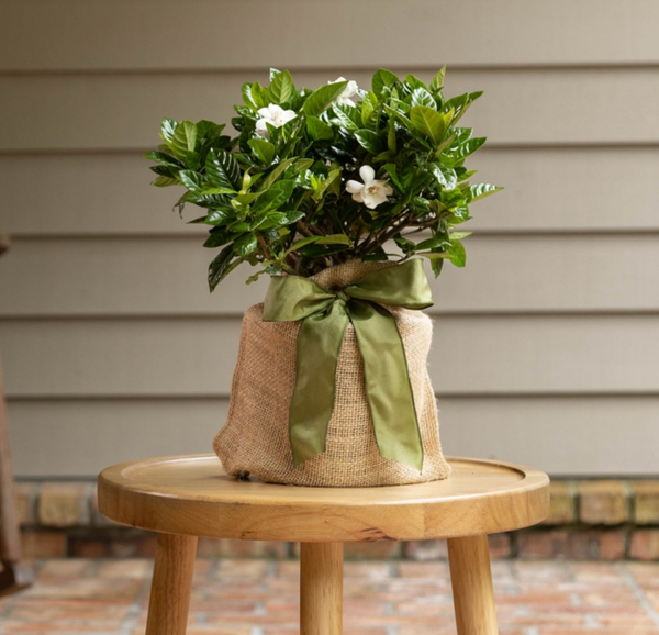 Gardenia Gift Tree