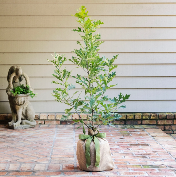Enduring Oak Tree