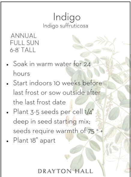 Drayton Hall Indigo Seeds