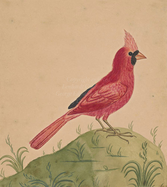 George Edwards Northern Cardinal