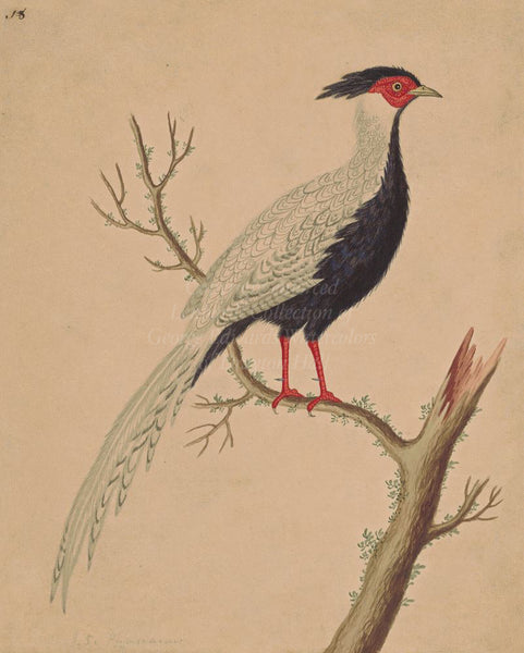 George Edwards Black and White Chinese Pheasant