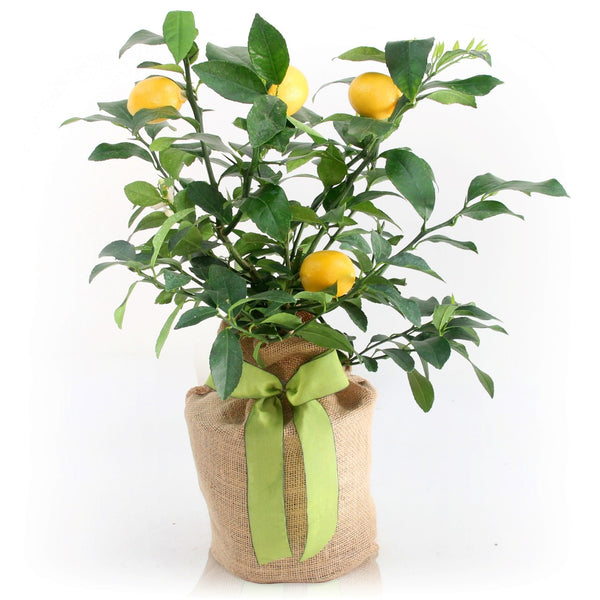 Meyer Lemon Gift Tree