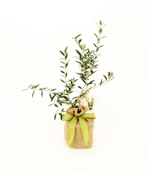 Olive Gift Tree