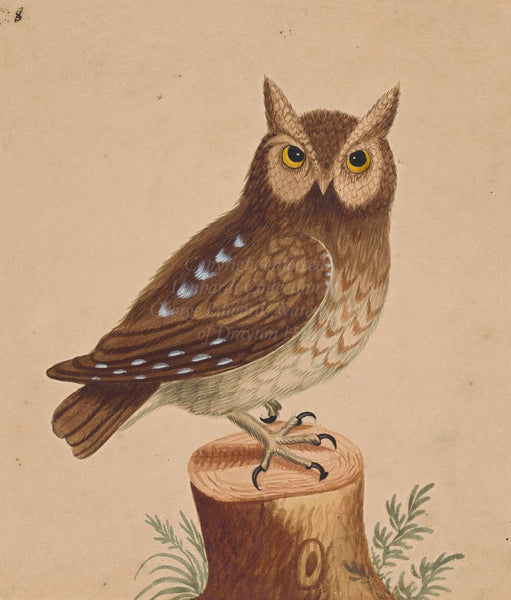 George Edwards Eastern Screech Owl