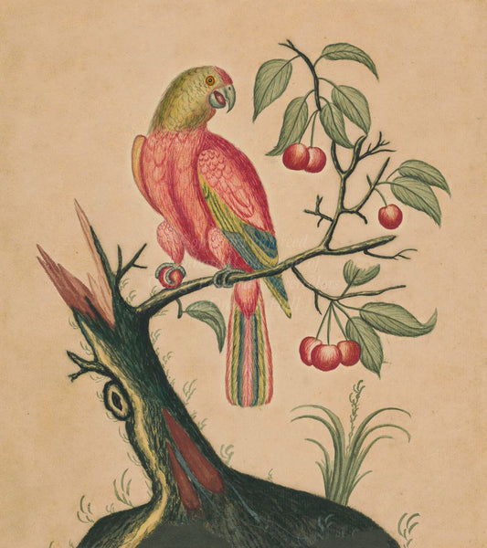 George Edwards Parrot with Fruit