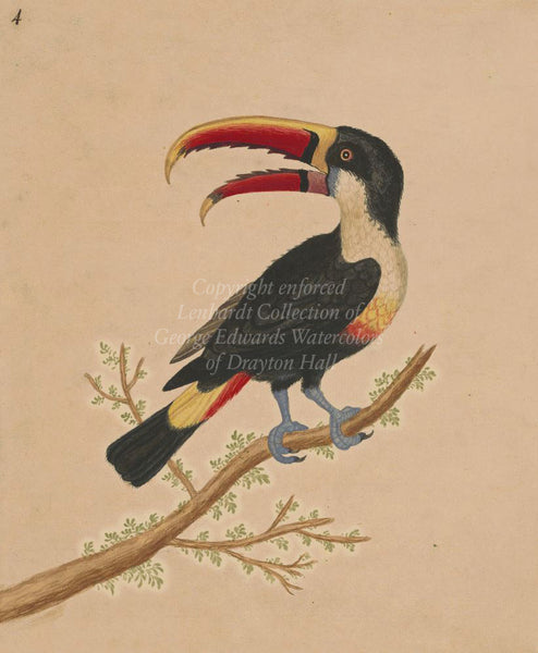 George Edwards White-throated Toucan